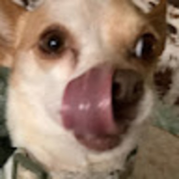 Meet your Posher, Sophia - Picture 1 of 1